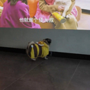 服 2025宠物雨衣狗狗防水小蜜蜂衣服猫狗通用变装 新款 可爱服装