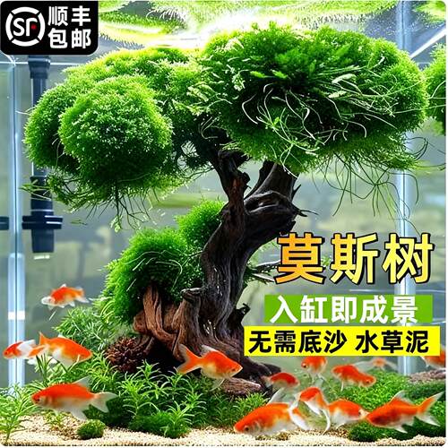 鱼缸造景摆件莫斯树真树沉木水草造景懒人造景生态全套无需底沙