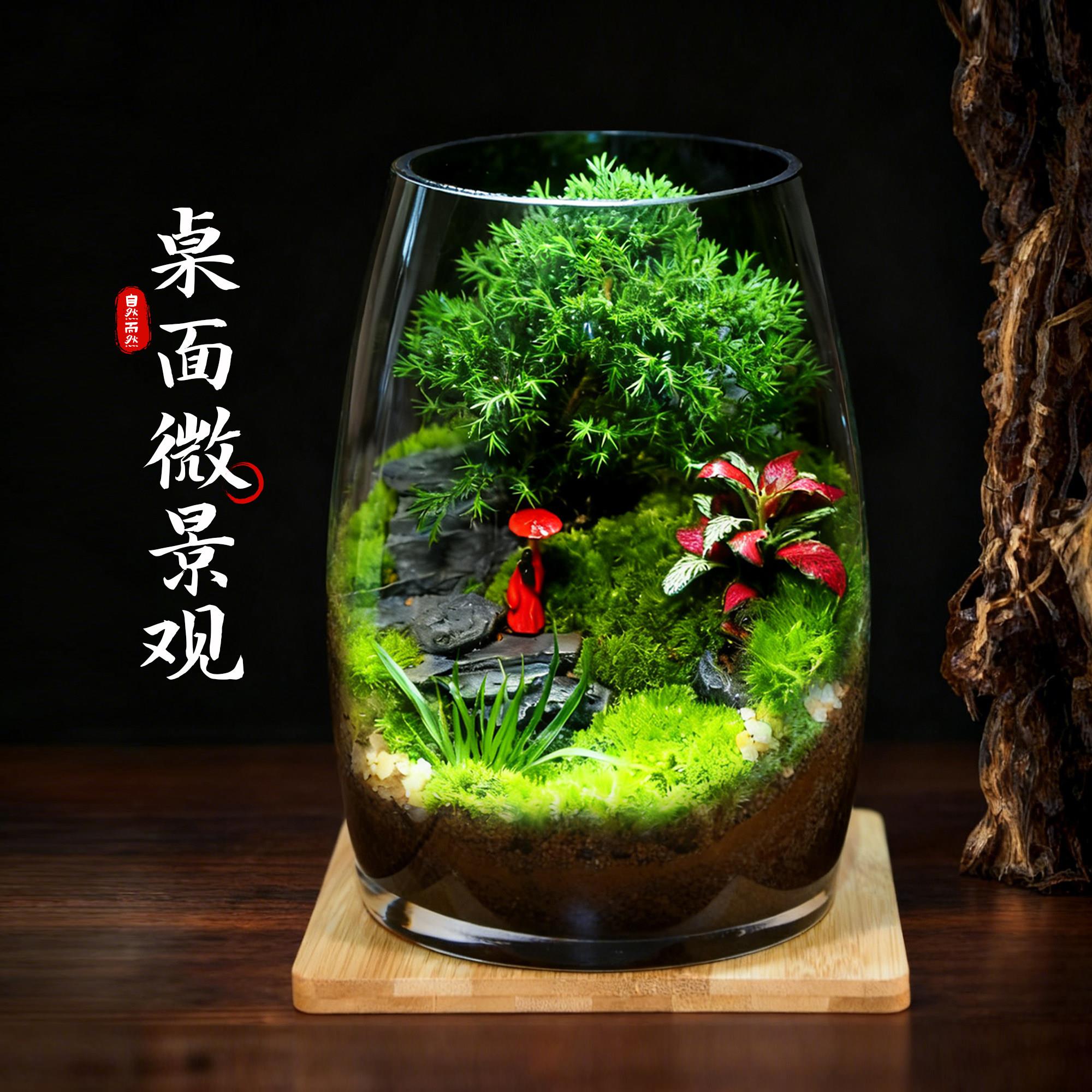 微景观室内桌面小草植物生态瓶造景简约diy桌面有氧苔藓装饰摆件