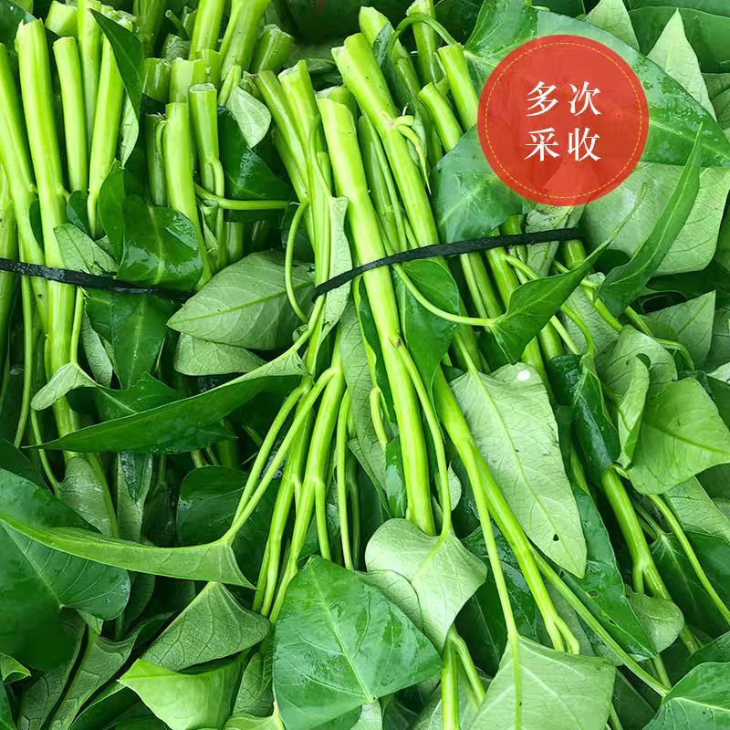 方震三叉空心菜种子种籽苗带根大叶蔬菜苗秧种孑四季通菜盆栽