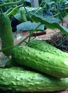 不搭架满地爬103水果黄瓜种子四季庭院阳台盆栽黄瓜籽种蔬菜种子