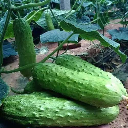不搭架满地爬103水果黄瓜种子