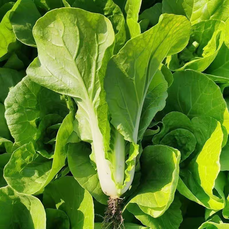 四季小白菜种子阳台盆栽