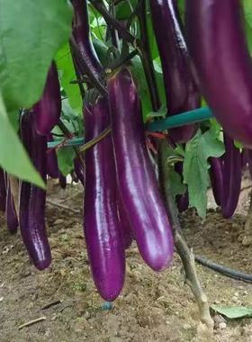 紫红长茄种子春季四季田园阳台盆栽茄子四季种植瓜果庭院蔬菜种子