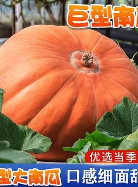 方震巨人太空南瓜种子大田种植观赏食用特大100粒巨型南瓜种子