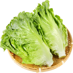 沙拉蔬菜孑菜籽 盆栽莱种春季 四季 玻璃生菜种子种籽孑阳台种菜四季