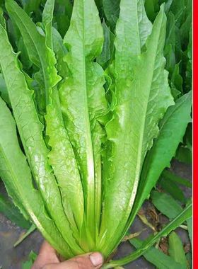 油麦菜种子大叶耐热四季农家阳台盆栽春季油麦菜大颗蔬菜种子大全