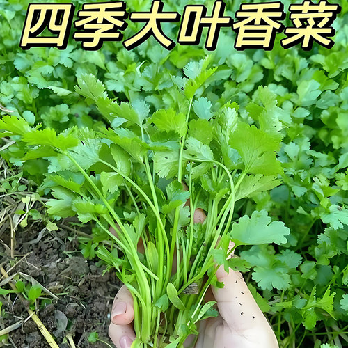 农家芫荽籽种四季阳台蔬菜大全