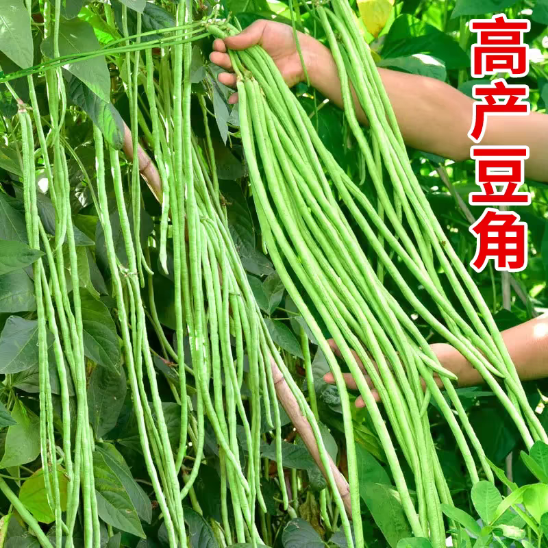 高产豆角种子四季播种蔬菜种子