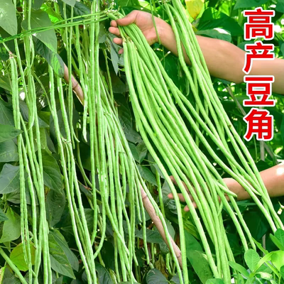高产豆角种子四季播种蔬菜种子