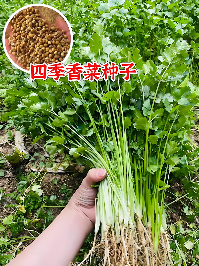 方震四季叶菜香菜种子耐寒耐热