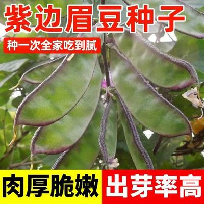 蔬菜种子夏季红边紫边眉豆种籽