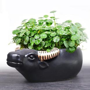 水仙花盆植物多肉花盆陶瓷铜钱草养鱼缸牛年大号水培绿萝花盆新品