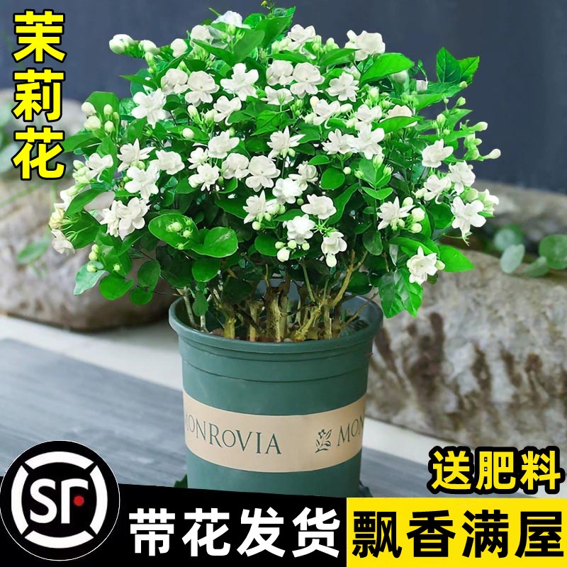 茉莉花盆栽带花苞九里香老桩驱蚊水培栀子花卉绿植物室内四季开花