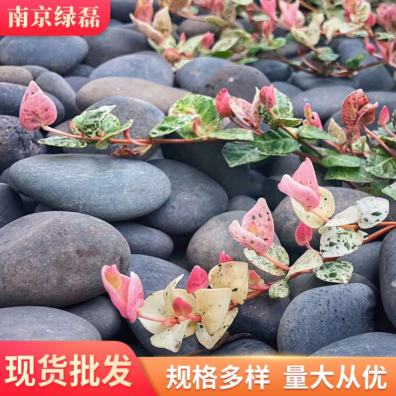 厂家灰色鹅卵石灰色雨花石抛光石黑石景观石灰石子