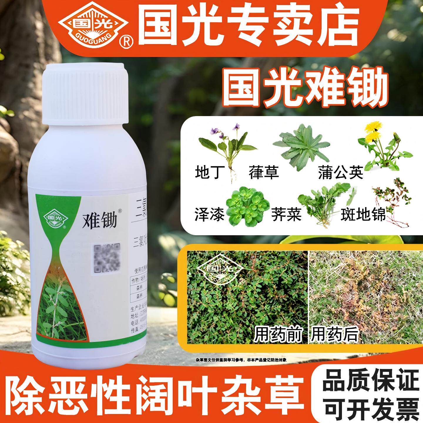 国光难锄马尼拉黑麦草禾本科除蒲公英地锦恶性阔叶杂草除草剂