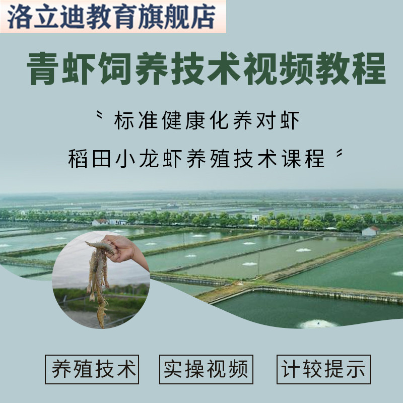 青虾饲养视频技术教程标准健康化养对虾稻田小龙虾养殖技术课程