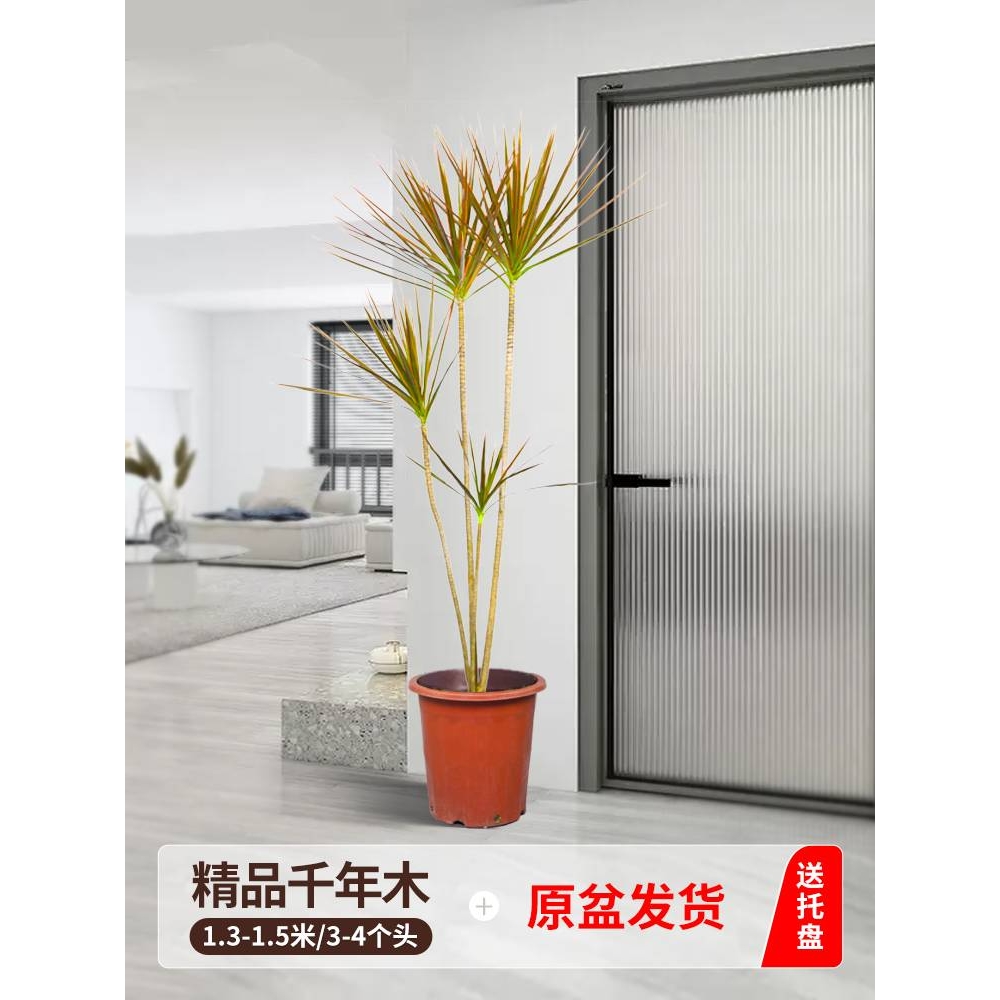 千年木客厅绿植室内大型七彩铁马尾铁办公室植物落地式大盆栽真花