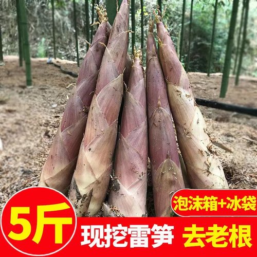 天目山雷笋新鲜现挖鲜竹笋