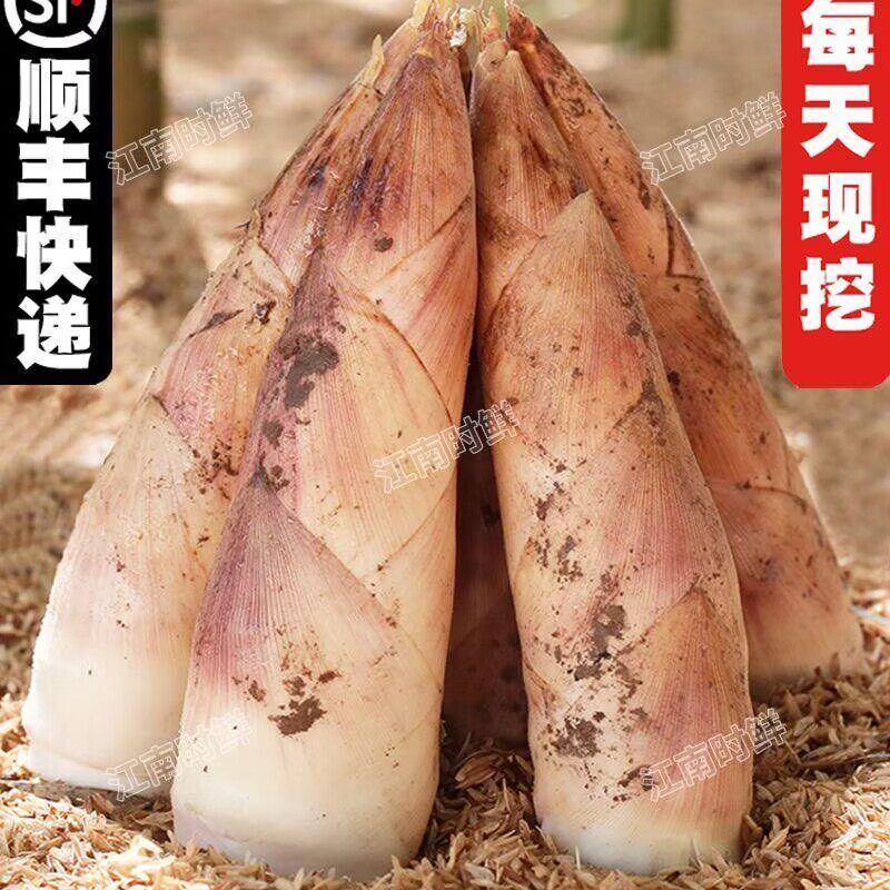 春笋正宗临安天目山春笋5斤小笋新鲜雷竹笋冬笋苦笋毛笋小笋冬笋