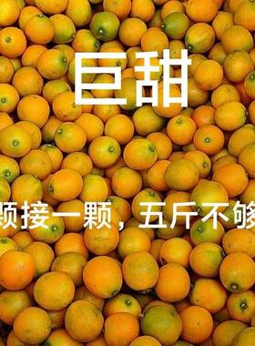 广西脆皮金桔新鲜纯甜无籽当季滑金桔皮大果孕妇可食纯甜非融安