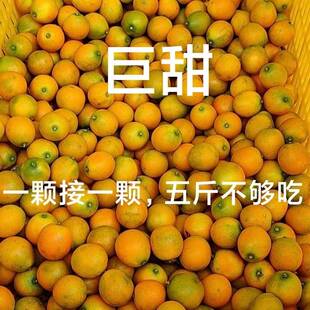 广西脆皮金桔新鲜纯甜无籽当季滑金桔皮大果孕妇可食纯甜非融安