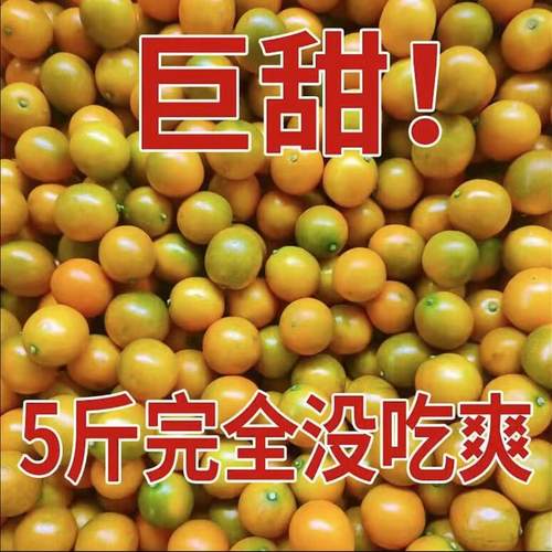 一级广西融安脆皮小金桔新鲜小