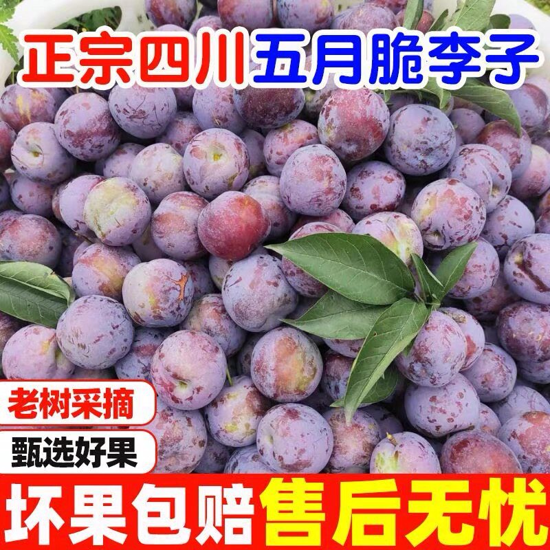 四川特产五月脆凤凰李子空心脆李本地李子新鲜水果当季脱骨李子B