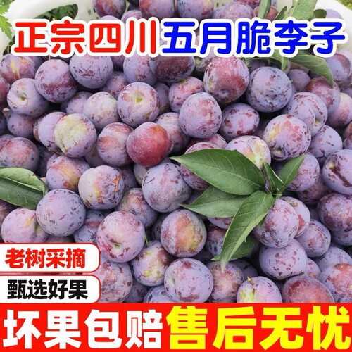 四川特产五月脆凤凰李子空心脆李本地李子新鲜水果当季脱骨李子B