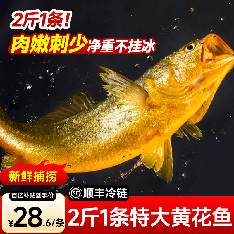 【超大黄鱼】东海大黄花鱼新鲜大黄鱼鲜活冷冻深海鱼海鲜水产,水产肉类/新鲜蔬果/熟食,黄鱼,淘宝优惠券,粉丝福利购,淘宝优惠卷