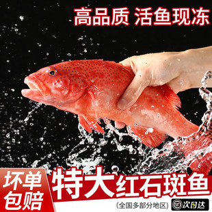 红石斑鱼新鲜海捕鲜活冷冻深海特大开背大眼红富贵鱼海鲜商用批发