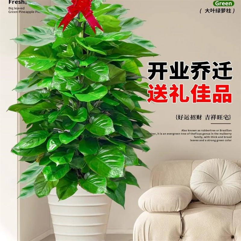 大叶绿萝柱盆栽客厅大型绿植新房室内除甲醛净化空气四季好养绿萝