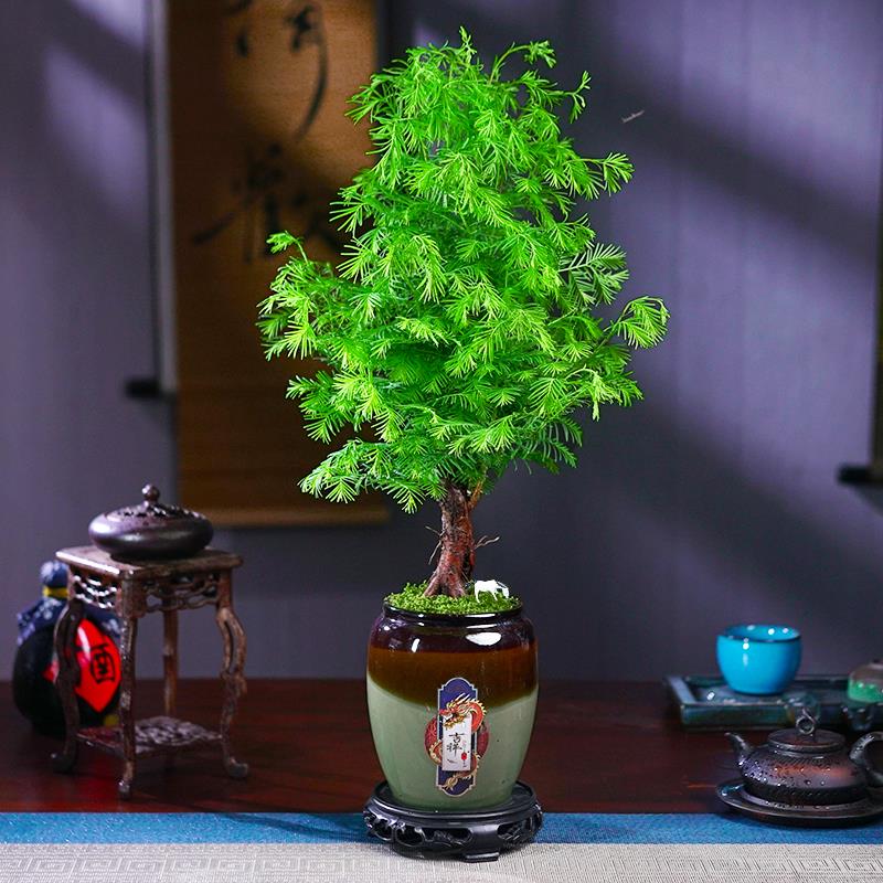 造型盆景盆栽庭院办公书桌绿植室内植物木本禅意微景观