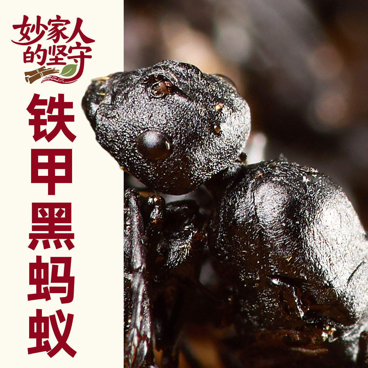 黑蚂蚁中药材500g克正宗野生黑多刺蚁东北长白山精选黑蚂蚁粉泡酒