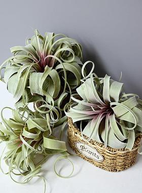 zj54353仿真手感气草梨老人须小植物凤大号桌面肉盆多栽空气草植