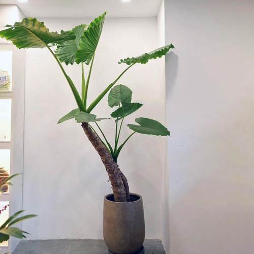 【可拍照选货】滴水观音盆栽 老桩大叶海芋室内绿植 阳台观叶植物