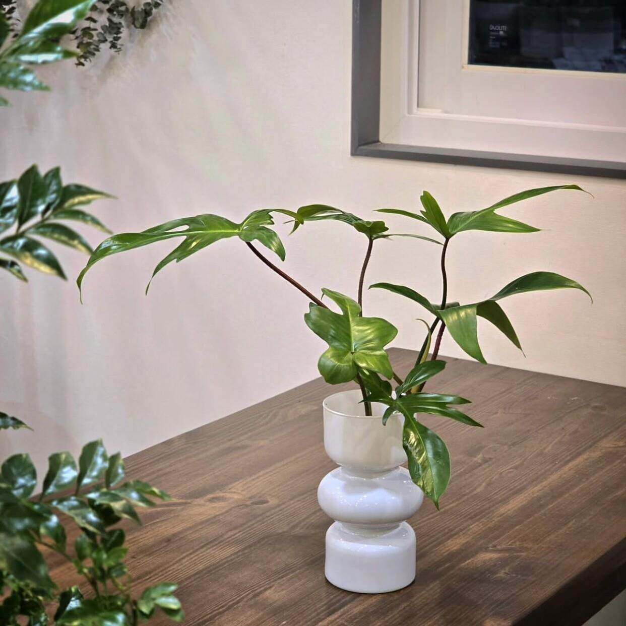 苏太植物 水培飞机蔓绿绒盆栽 厨房化妆室耐荫植物 ins风观叶热植