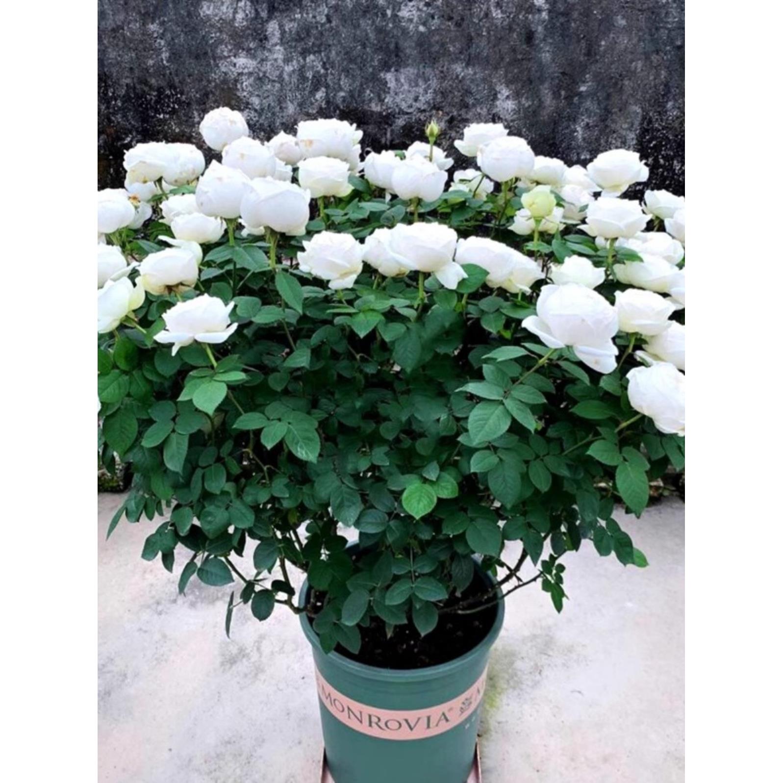 伊芙婚礼之路月季大苗白玫瑰花苗盆栽果汁阳台多季开花卉植物浓香