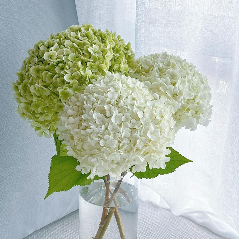 安娜绣球鲜花绿色云南基地直发白色水培绿植插花绣球花鲜切花花束