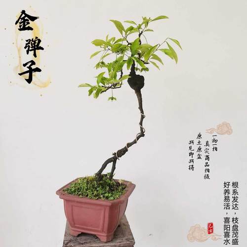 金弹子一物一拍原图发货造型嫁接带果品种年功老桩阳台熟桩盆景
