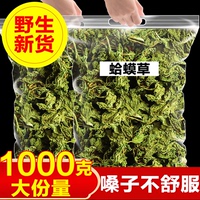 野生癩蛤蟆草中藥材泡水喝