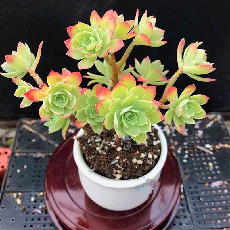 圆叶薄化妆绿蔷薇薄化妆多头群生缺口盆室内阳台t多肉植物群生老