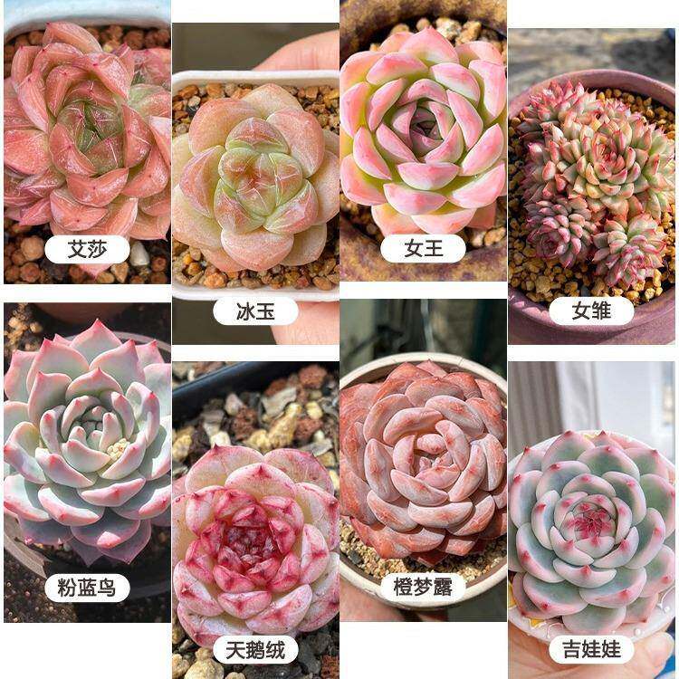 植物光灯上色防徒长室内大补全棚光谱led花卉物生长植灯多MEH肉专