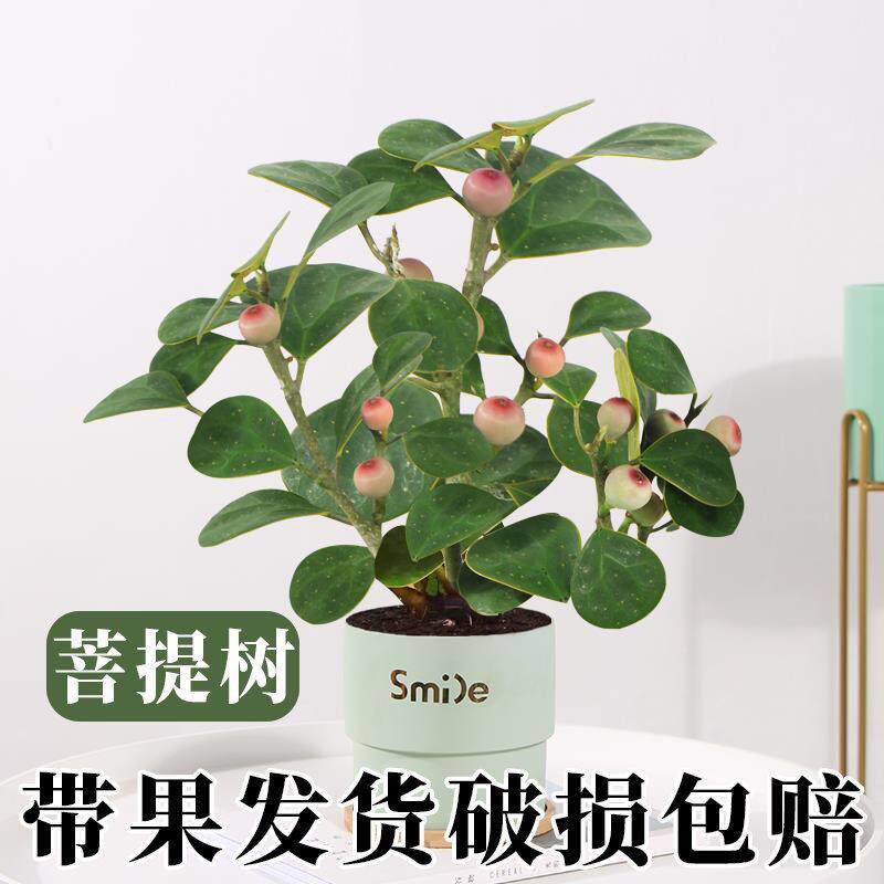 小盼菩提树栽果绿植室内带VHL花卉办公室盆景摆客厅禅意件小盆叶
