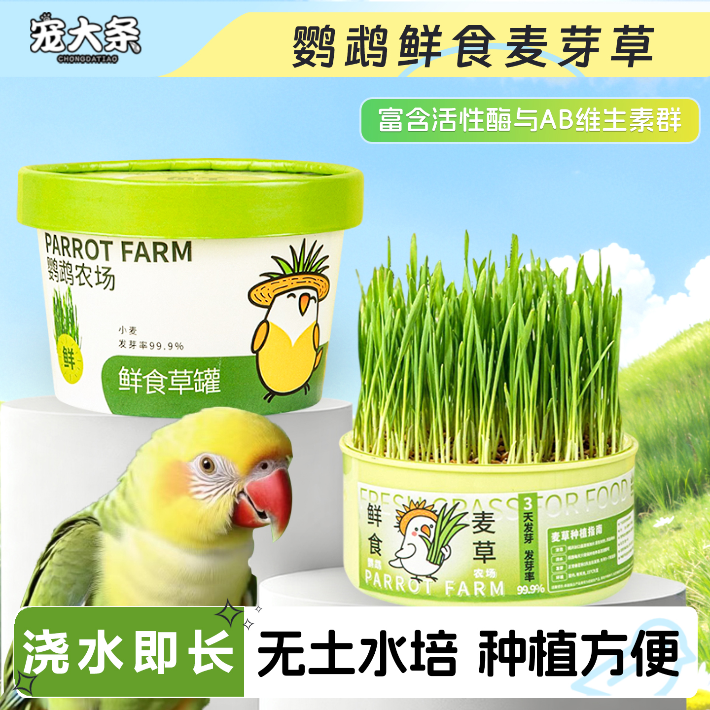 新鲜即食鹦鹉食用麦草