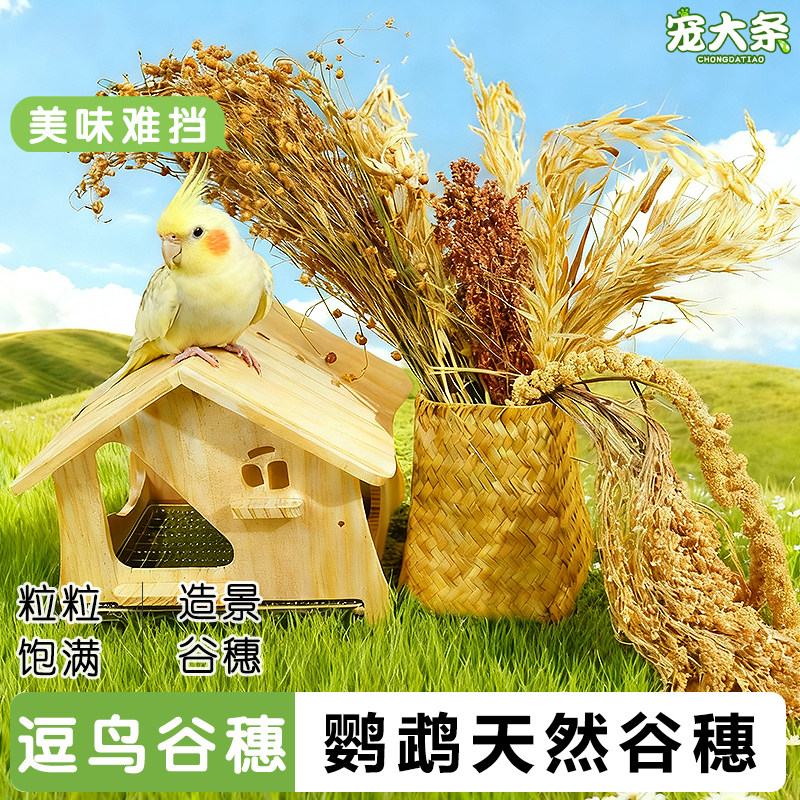宠大条鹦鹉谷穗天然谷物小米穗高粱穗虎皮玄凤牡丹训练玩具鸟零食,宠物/宠物食品及用品,鸟零食,淘宝优惠券,粉丝福利购,淘宝优惠卷