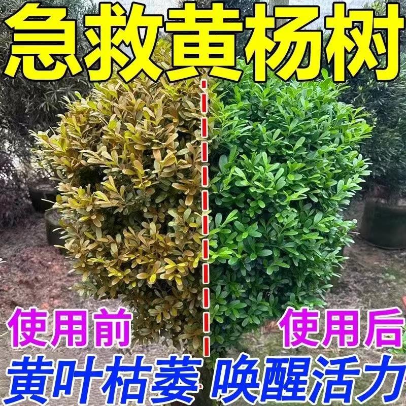 黄杨专用肥树木覆活液黄杨树盆景老桩生根药水营养液氮磷钾专用肥