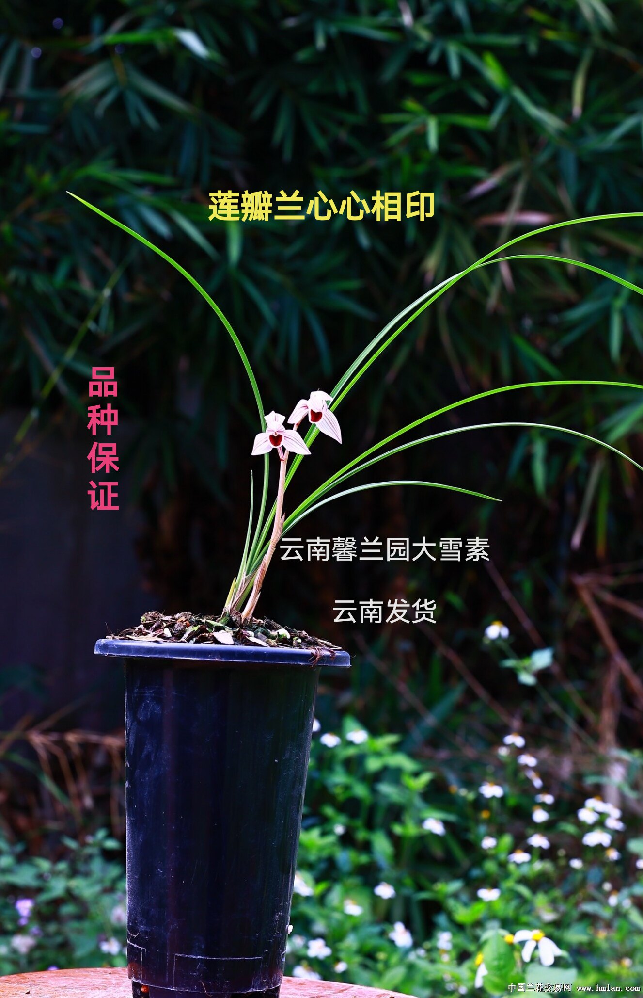 云南莲瓣兰心心相印兰花红花新手