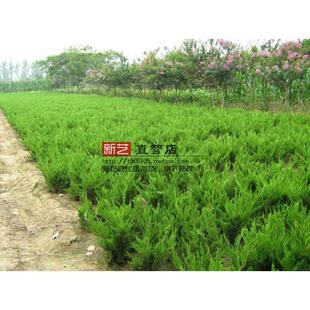 绿化苗灌木篱笆树苗龙柏龙柏苗龙柏小苗四季常青庭院绿化行道树