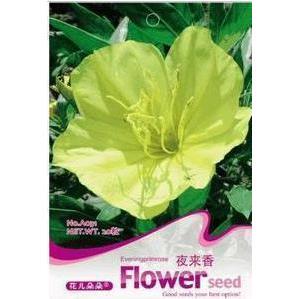 夜来香花苗 夜来香盆栽绿植花卉植物 夜来香树苗当年开花驱除蚊虫